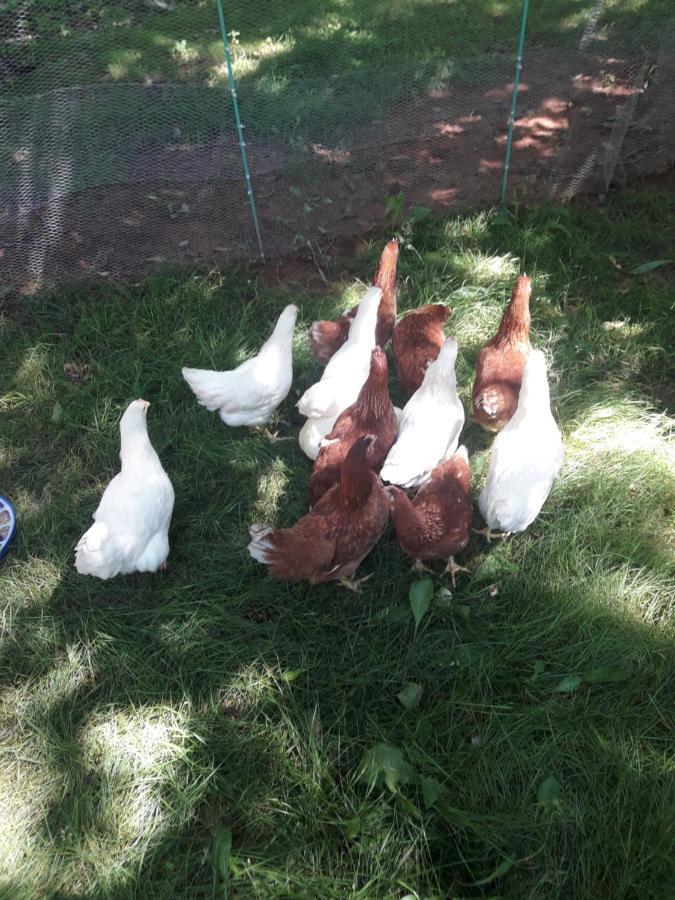 Chestnut Lane Bed And Breakfast Hunter River Esterno foto